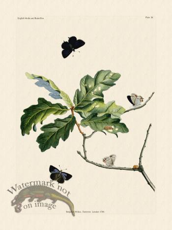 Wilkes Butterflies 020